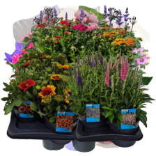 Vaste planten mix