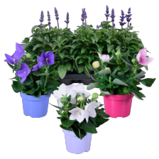 Salvia, platycodon of portulaca