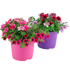 Hanging basket happy mix