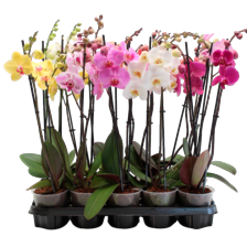 Phalaenopsis