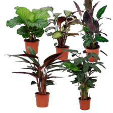 Calathea mix