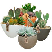Succulenten of echeveria in pot